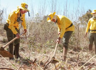 Processo seletivo oferece 60 vagas para brigadistas atuarem em incêndios florestais no Tocantins
