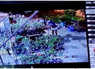 VÍDEO: mulher furta rosas em floricultura em Palmas