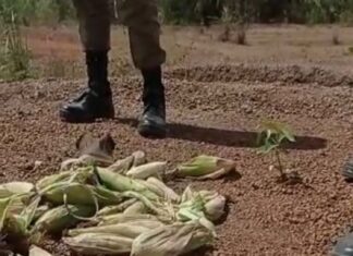 Policiais encontram restos de milho e calçados estragados deixados por criminosos que atacaram cidade em MT e se escondem no Tocantins