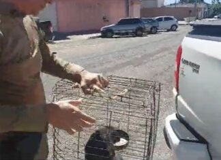 Filhote de cachorro é encontrado trancado em carroceria de caminhonete