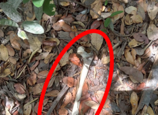 Indígenas encontram ossos humanos às margens de rio na Ilha do Bananal