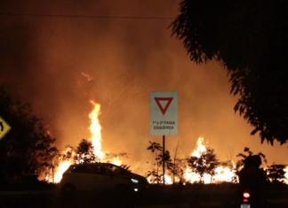 Incêndio destrói área verde na região central de Palmas