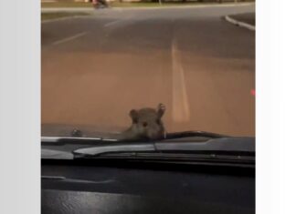 Rato escala carro em movimento e assusta ocupantes de carro: ‘Ele que se segure’; VÍDEO