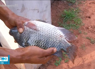 Doença detectada no Tocantins pode matar mais da metade da produção de tilápias; entenda