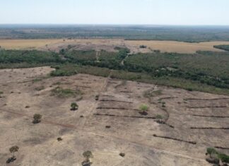 Ex-presidente do Naturatins e mais quatro são condenados a pagar R$ 6,9 milhões por desmatamento ilegal