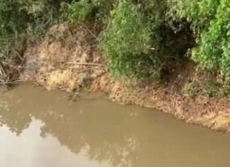 Moradores registram mortes de peixes em rio e caso é investigado; veja vídeo