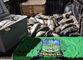 Polícia Ambiental apreende quase 100 kg pescados após denúncia e prende um suspeito na Ilha do Bananal