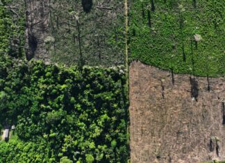 Com dados preliminares, alertas de desmatamento na Amazônia caem 71% em agosto