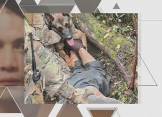 VÍDEO: veja como é o treinamento do cachorro policial que imobilizou o brasileiro Danilo Cavalcante