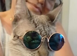 De festa de aniversário a tratamento com fisioterapia: veja a dedicação de donos com cães e gatos adotados