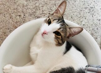 Pia de banheiro e geladeira aberta são estratégias dos pets para fugir do calor; veja dicas de veterinário