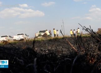 Área de capim dourado destruída por incêndio no Jalapão é equivalente a três mil campos de futebol, diz Naturatins