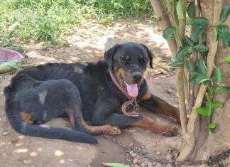 Cachorro é encontrado amarrado em árvore e rodeado por moscas e dono vai parar na delegacia por suspeita de maus-tratos