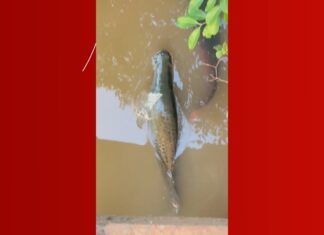 Vídeo de pirarucu em lago de parque desperta curiosidade e biólogo explica características da espécie