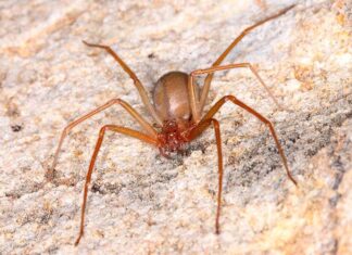 Mais de 300 acidentes com aranhas são registrados no Tocantins; veja como se proteger