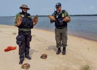 Operação resgata sete tartarugas e apreende 3,5 mil metros de redes usadas para pesca ilegal