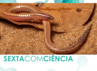 Parece cobra, mas não é: espécie de lagarto raro com patas minúsculas é reencontrado por pesquisadores após 20 anos desaparecido