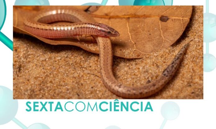 lagarto-1