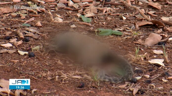 morte-macaco-
