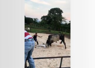 Peão cai de boi e é pisoteado enquanto treinava para rodeio; VÍDEO