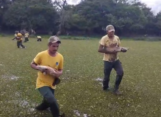 Peixes resgatados na Ilha do Bananal: Entenda porque lagoas secaram na maior ilha fluvial do mundo