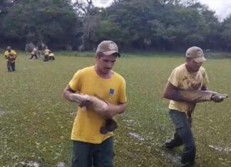 Vídeo mostra peixes sendo resgatados de lagoas que viraram lama na Ilha do Bananal