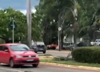Araras são arremessadas em avenida durante temporal e atropeladas por carro; VÍDEO