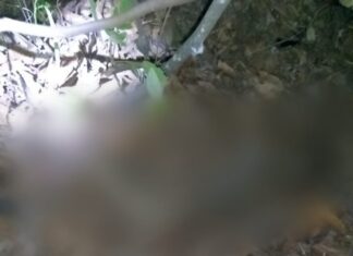 Cadela encontra corpo em avançado estado de decomposição