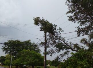 Mais de 20 quadras ficam sem energia após queda de árvores e postes durante temporal