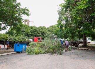 Mais de 90 árvores são recolhidas após chuvas com ventos que chegaram a 100 km por hora em Palmas