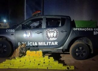 Cães treinados pela Polícia Militar localizaram quase duas toneladas de drogas em dois anos