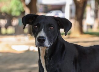 Castração gratuita para cães e gatos pode ser agendada a partir desta quarta-feira; saiba como