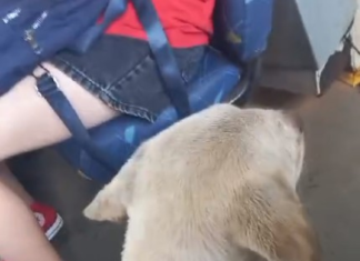 Vira-lata caramelo pega busão para passear sozinho e chama atenção de passageiros: ‘Lindo e pleno’
