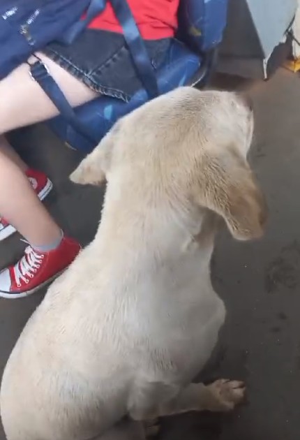 caramelo