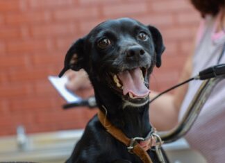 Prefeitura contrata clínicas veterinárias para trabalhar na castração de cães e gatos