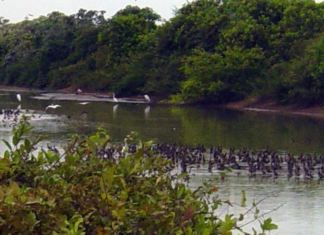 Jovem morre afogado durante pesca no rio Javaés