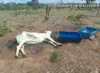 Seca severa faz cidades do Tocantins decretarem situação de emergência