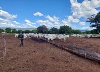 Dono de bois e bezerros encontrados morrendo de fome é multado em mais de R$ 500 mil, diz Guarda Metropolitana