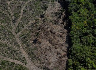 Desmatamento em áreas protegidas na Amazônia, como terras indígenas, tem a menor taxa em 9 anos, aponta Imazon