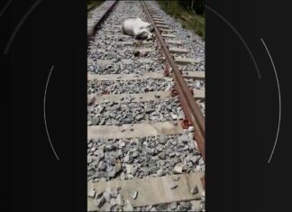 VÍDEO: Vacas morrem após serem atropeladas por locomotiva em trilho da ferrovia Norte Sul