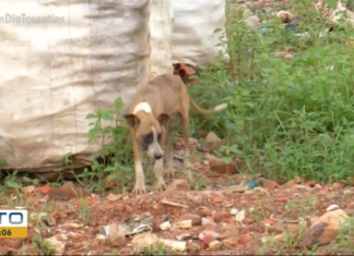 Animais são abandonados para morrer em lixão e voluntários pedem ajuda: ‘Não são descartáveis’