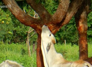 Fazenda onde gado está morrendo de fome funciona como ‘boitel’ e deveria ser espaço para engorda