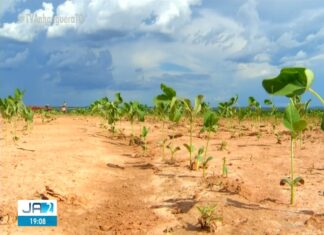 Safra da soja deve ter queda de 10,8% por causa da falta de chuva no Tocantins