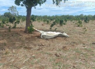 Tocantins decreta situação de emergência após estiagem matar gado e comprometer plantações