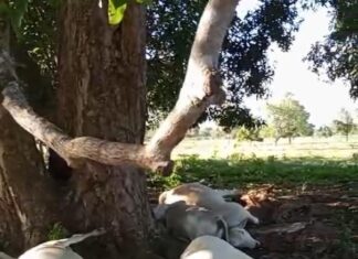Raio mata bois que se abrigavam da chuva embaixo de árvore em fazenda no Tocantins