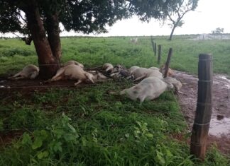Raio mata 11 vacas embaixo de árvore no pasto de fazenda
