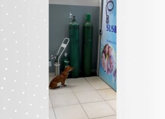 VÍDEO: Cachorro ‘chora’ na porta de consultório enquanto dono é atendido em unidade de saúde