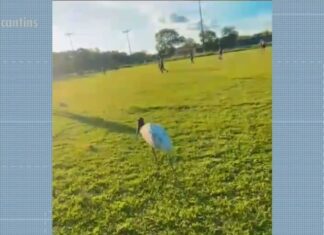 Ave símbolo do pantanal é resgatada ‘passeando’ por cidade no TO após visitar até campo de futebol