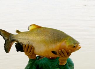 Tambaqui pescado em Palmas pesa quase o dobro da média da espécie, diz especialista