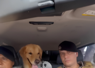 Cão policial se aposenta após problemas cardíacos e recebe homenagem de PMs; VÍDEO